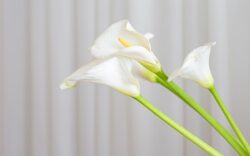 fiori matrimonio