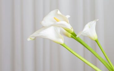 fiori matrimonio