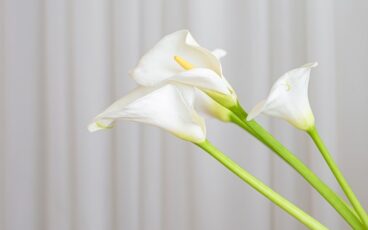 fiori matrimonio